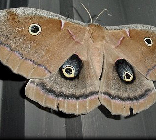 Saturnidae
